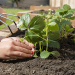 Child's Hands Planting New Garden