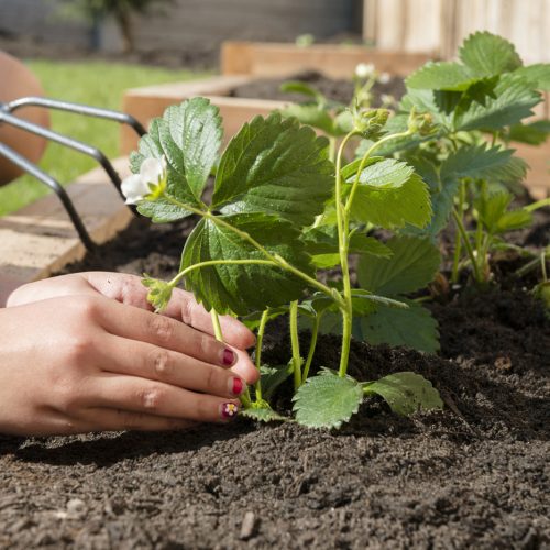 Child's Hands Planting New Garden